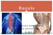 Raquis...Raquis o Espina Dorsal es una compleja estructura de huesos, cartílagos y ligamentos, articulada y resistente. Es un órgano situado en la parte media y posterior del tronco