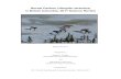 Boreal Caribou (Rangifer tarandus - govTogetherBC · Boreal Caribou in BC: 2017 Science Review – Culling and Cichowski iii EXECUTIVE SUMMARY Boreal Caribou (Rangifer tarandus; Woodland