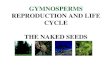 GYMNOSPERMS REPRODUCTION AND LIFE CYCLE THE NAKED … · CONIFER • Conifer leaves are needle or scale-like • often large and can dominate the plant life in some ecosystems •