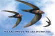 WE ARE SWIFTS - WE ARE IN TROUBLE€¦ · 2 WE ARE SWIFTS - WE ARE IN TROUBLE WE ARE SWIFTS - WE ARE IN TROUBLE 3 SWIFT NOT TO BE CONFUSED WITH SWALLOW: SWIF WITH SWALLOW Swallow