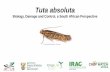 Tuta absoluta - arc.agric.za Ecology/Tuta... · Tuta absoluta leaf mines vary considerably, and may easily be confused with tuber moth mines. Not all mines exhibit clear finger-shaped