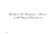 Section 39: Muscle – Micro- and Macro-Structure · Muscle Structure • Structural unit of skeletal muscle is the multinucleated muscle cell or fiber (thickness: 10-100 μm, length: