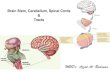 Brain Stem, Cerebellum, Spinal Cords Tracts · Motor planning, learning and memory Cranial nerves Midbrain Medulla oblongata . anterior portion quadrangular lobule posterior portion