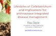 Lifestyles of Colletotrichum · General life cycle of Colletotrichum species De Silva et al. (2017). Fungal Biology Reviews. Life styles of Colletotrichum ... •C. grossum •C.