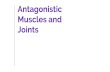 Antagonistic Muscles and Joints - CGARCIAASUPREPcgarciaasuprep.weebly.com/uploads/5/5/5/0/55501011/body... · 2019. 10. 4. · Muscles and Joints. Skeletal System Main functions: