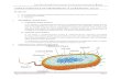 Characteristics of Prokaryotic and Eukaryotic cells · A. Prokaryotic ("before nucleus") A cell lacking a membrane-bound nucleus & membrane-bound organelles; these cells do have some