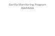 Gorilla Monitoring Program RWANDA - CMS€¦ · RWANDA =125 gorillas Pablo: 46 Kuryama: 15 Ugenda: 14 Ntambara: 11 Bwenge: 10 Isabukuru: 10 Titus: 7 Inshuti: 6 Urugamba: 5 Research