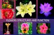 Flowers Structures and Function - Mrs. Rasmussen Biologyrasmussenbiology.weebly.com/uploads/8/3/7/7/83773626/... · 2018. 9. 4. · FLOWER DIAGRAM Anther Stamen Filament Petal (Coralla)
