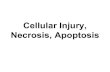 Cellular Injury, Necrosis, Apoptosis · respiration. Extremely important common cause of cell injury/cell death. Causes include reduced blood flow (ischemia), inadequate oxygenation