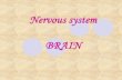 Nervous system BRAINphysiology.nuph.edu.ua/wp-content/uploads/2018/01/Brain.pdf•Basal ganglia; •Limbic system (visceral brain). Brainstem Medulla oblongata Pons Midbrain Diencephalon