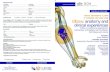 Employee Government Employee Elbow: anatomy and clinical ... · Elbow: anatomy and clinical experiences Verona, November 3 -5, 2016 Topics on Anatomical approaches, Arthroscopy, Arthroplasty