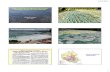 PowerPoint Presentation - Kegonsakegonsa.org/myhtml/pics.pdfMap: Dane Co. LWR Dept. Mendota Mendota Drainage Basin Land Use Total Area = 553 km2 59.7% 22.9% 12.0% 5.4% Agriculture
