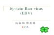 Epstein-Barr virus (EBV) · 2017. 1. 6. · Epstein-Barr virus (EBV) 病毒組 陳盈真 UCL