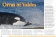 Orcas of Valdes Patagonia’s Killer Whales Text and …...Orcas of Valdes by Hella Martens Patagonia’s Killer Whales The Valdes Peninsula is located in the north east of the Argentinian