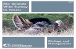 Wild Turkey In Texaswild turkey habitat. (A) (B) Figure 11. Little preparation goes into the construction of a Rio Grande wild turkey nest (A). (Note the digital camera used to monitor