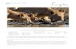 Wildlife Journal - Singitasingita.com/wp-content/uploads/2015/10/Singita... · sample lion subpopulations increased by 11% in Botswana, Namibia, South Africa ... the beauty of the