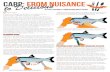 Carp: to Delicious from nuisance€¦ · over male carp because they are “better eating” and have less lateral line red meat and lighter colored flesh. There are dozens of ways