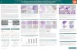 Enhanced Tumor Regression and Immune Cell Infiltration by … · 2019. 5. 20. · and nab-paclitaxel treated rats (p