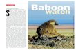 Baboon - Reed College...in an extraordinary new twist, Amboseli is helping peel away the mystery of a decades-old human catastrophe. IN THE FINAL MONTHS of World War II, the German-occupied