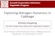nitrogen dynamics in cabbage Jan 25 - Cornell University · 2018. 3. 14. · Nitrogen Use in Summer Cabbage in New York Rate (lb/A) and Timing of Nitrogen Application Ratio Total
