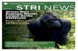 STRI NEWSstri-sites.si.edu/sites/strinews/PDFs/STRINews_Apr_15_2016.pdf · Grauer’s gorilla, Gorilla beringei graueri, is found only in forests of the eastern DRC. It is closely