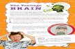 The Teenage BRAIN · The Teenage BRAIN Two main changes happen in the teenage brain: Growth of fatty insulation around the brain connections. This increases the speed of brain messages