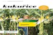 JARO 2017 | ODRŮDOVÝ KATALOG SAATBAU 2017 kukuřice...STRANA 8 kukuřice / jaro 2017 FAO 250, TYP ZRNA: M SL MAGELLO Mohutné silážní jámy podmínkou pěstování SL MAGELLO