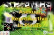 What is Asexual Reproduction? · A reproduction that comes from only one parent. Asexual Reproduction 2 Examples are: Spore Formation Vegetative reproduction . What are Spores? They
