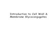 Introduction to Cell Wall & Membrane Glycoconjugatesrcarlson/cellwall.pdf · 2005. 1. 6. · Introduction to Cell Wall & Membrane Glycoconjugates. General Aspects of Bacterial Cell