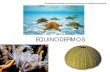 EQUINODERMOS - japt.es · Equinodermos - Animales triblásticos, celomados, deuterostomos -Cuerpo no segmentado con simetría radial pentámera - Endoesqueleto dérmico calcáreo