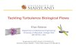 Tackling Turbulence Biological Flowsbalaras/pdf/VTApril08.pdfA variety of flow phenomena at multiple scales: • Organ level (Re