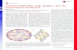 COMMENTARY Human antibodies stop dengue virus by jamming ... · Dengue virus (DENV) is a mosquito-borne flavivirus that infects up to 400 million people each year, leading to 100