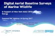 Digital Aerial Baseline Surveys of Marine Wildlife · Project Manager. Survey Timing Seasonal Surveys Months (Purpose) Summer ... period. Images captured Total images captured: WEA
