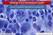 Pathology of the Hematopoietic Systempeople.upei.ca/smartinson/Hemat-L1-18_Shannon_website.pdfHematopoiesis •The production of blood cells (hemopoiesis) Erythrocytes, leukocytes