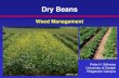 Dry Beans - Ridgetown · Weed Management Peter H. Sikkema University of Guelph Ridgetown Campus Sikkema, UG Sikkema, UG . Dry Beans 1. Dry beans are more sensitive to herbicides than