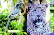 Annual Report - Nandankanan Zoological Park · 2017. 12. 28. · Annual Report 2015-16 Annual Report 2015-16 The Paradise on Earth Nandanakanan Biological Park, Bhubaneswar, Odisha