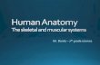 Human Anatomy The skeletal and muscular systems · Human Anatomy The skeletal and muscular systems Author: Brandon Banks Created Date: 4/19/2017 10:45:09 AM ...