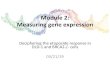 Module 2: Measuring gene expressionmeasurebiology.org/w/images/8/8a/Sp19_M2D5_lecture_slides.pdf · Module 2: Measuring gene expression Deciphering the etoposide response in DLD-1