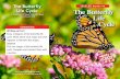 The Butterfly Life Cycle The Butterfly Life Cycle · 2020. 8. 24. · The Butterfly Life Cycle Level N. 7 The caterpillar grows uickly, but its skin does not grow . The caterpillar’s