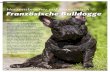 Herzensbrecher auf Französisch Französische Bulldogge · 2016. 10. 4. · Bulldogge als englische Rasse anzuer kennen. Mangels eines eigenen Stan dards wurden die „boule dogs“