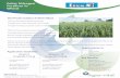 Best Practice Guidance in Winter Wheat · Foliar Nitrogen Fertiliser in Wheat Best Practice Guidance in Winter Wheat There are many factors influencing nitrogen management in winter