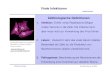 Zellbiologische Definitionen · Infektionsmuster Molekulare Virologie Ruth Brack-Werner; SS 2008 Virale Infektionen Medizinische (= klinische) Definitionen 1. Infektion: Verbunden