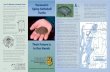 spiny softshell brochure - VT Fish & Wildlife...turtle while ﬁ shing or when it is on land, put it back in the water and contact Fish & Wildlife at 802-241-3700. Get involved. Observe