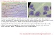 7-2 Eukaryotic Cell Structure & Functionquestions).pdf7-2 Eukaryotic Cell Structure & Function These are micrographs of cells you will see in this week's lab. One is plant (onion epithelium),
