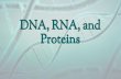 Proteins DNA, RNA, and...• A protein is made through a process called protein synthesis. • It involves a process known as transcription (DNA → RNA) and translation (mRNA→ amino