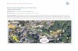 Self-Guided Neighborhood Tree Tour · 2020. 8. 10. · Created by Sarath Sivadasan Neighborhood: Tam O’Shanter, Northeast Bellevue Starting point: Tam O’Shanter Park entrance