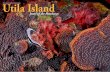 Scott Bennett : Utila Island / Honduras | X-Ray Magazine :: Issue 38 … · 2010. 10. 7. · 32 X-RAY MAG : 38 : 2010 EDITORIAL FEATURES TRAVEL NEWS EQUIPMENT BOOKS SCIENCE & ECOLOGY