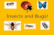 Insects and Bugs! - Avanti Schools Trust · Insects and Bugs! Insects have body parts just like you. 1. Head 2. Thorax 3. Abdomen There are 3 main parts. Let’s look more closely