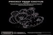 PRICKLY PEAR CACTUS · PRICKLY PEAR CACTUS (Opuntia) Look, but don’t touch the Prickly Pear! These cacti grow beautiful flowers from their flat pads and are native to North and