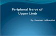 Peripheral Nerve of Upper Limb - eclass.uoa.gr‘ΝΩ_ΚΑ… · Dermatomes Area of the skin that supplied by single spinal nerve. the area of the skin that provides sensory input